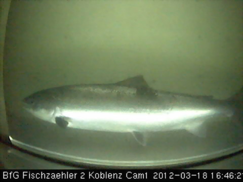 erster Lachs in der neuen Fischtreppe Mosel Koblenz (Quelle BFG)
